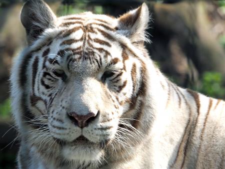 White Tiger