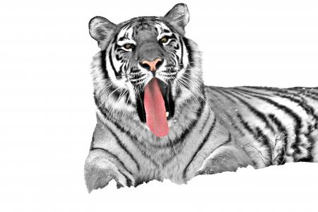 White Tiger