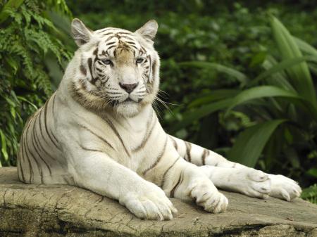 White Tiger Resting