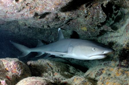 White Tip Reef Shark