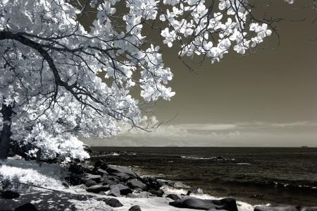 White Tree Beside Seashore Photo