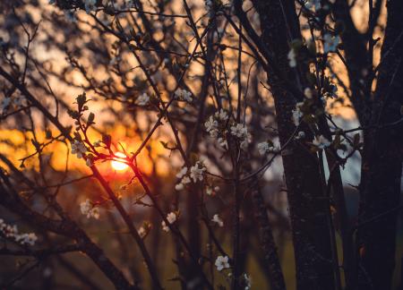 White Tree Blossoms Under Golden Sun