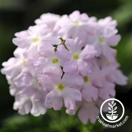 White Verbena Flowers