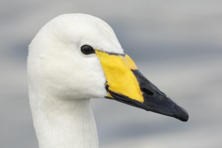 Whooper Swan