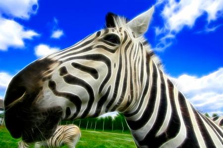 Wide-Angle Zebra Abstract