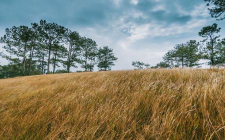 Wide Brown Grass Field Surrounded by Trees