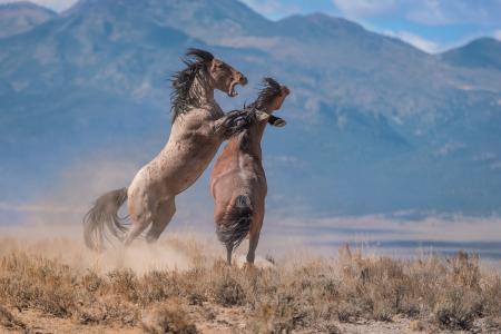 Wild Horse