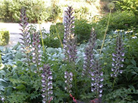 Wild Acanthus