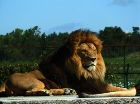 Wild African Lion