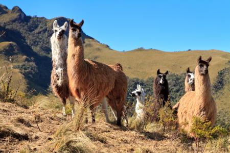 Wild Alpaca