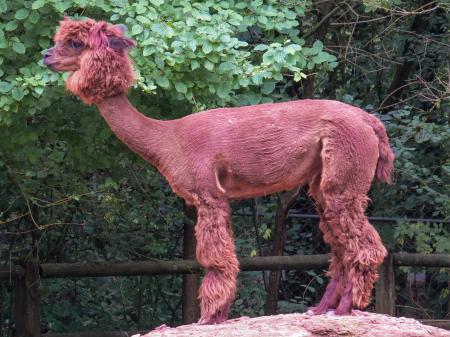 Wild Alpaca