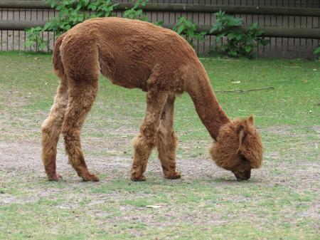 Wild Alpaca