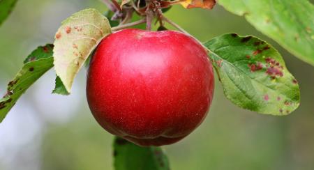 Wild Apple