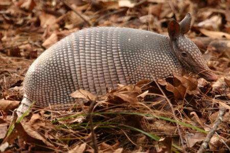 Wild Armadillo