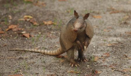 Wild Armadillo