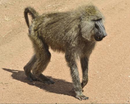 Wild Baboon