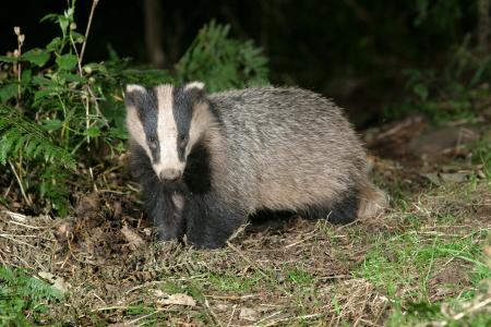 Wild Badger