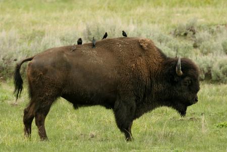 Wild Bison