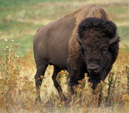 Wild Bison