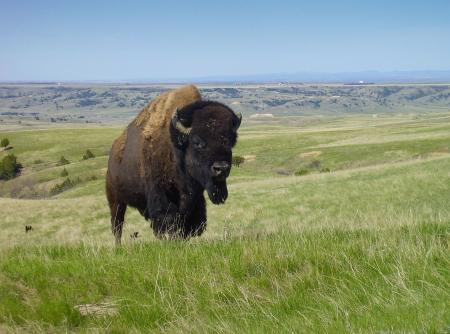 Wild Bison