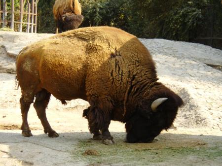 Wild Bison