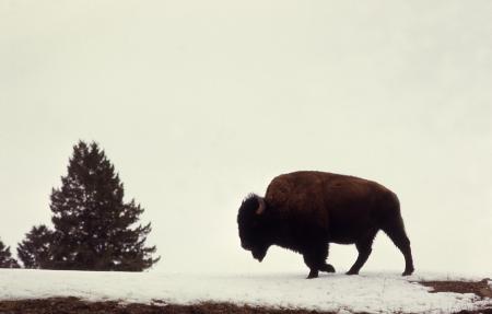 Wild Bison