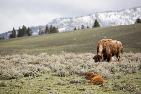 Wild Bison