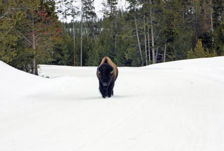 Wild Bison