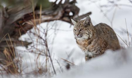 Wild Bobcat