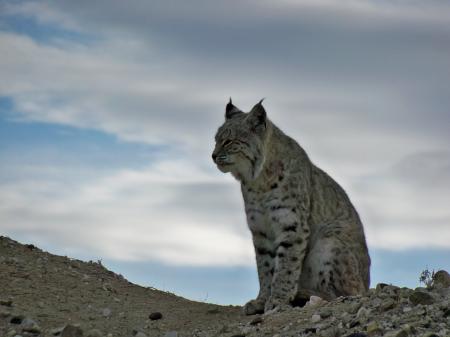 Wild Bobcat