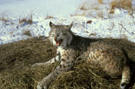 Wild Bobcat