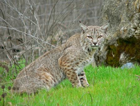 Wild Bobcat