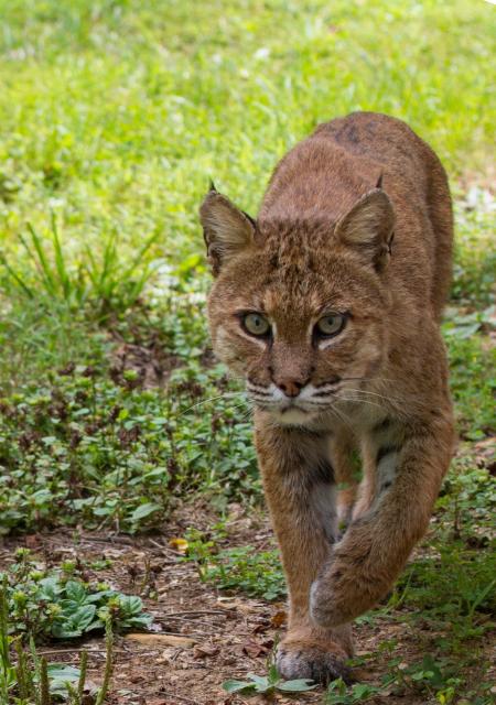 Wild Bobcat