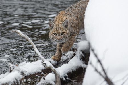 Wild Bobcat