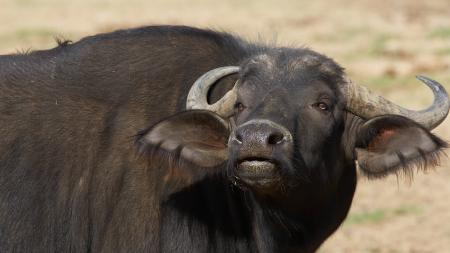 Wild Cows