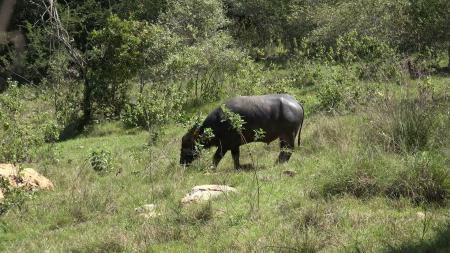 Wild Buffalo