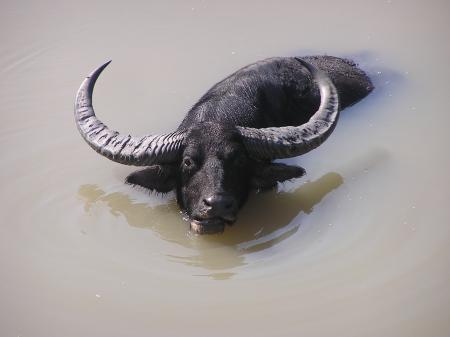 Wild Buffalo enjoy bathing