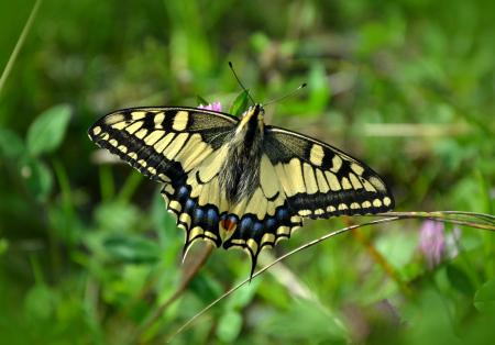 Wild Butterfly