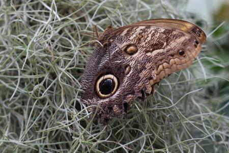 Wild Butterfly