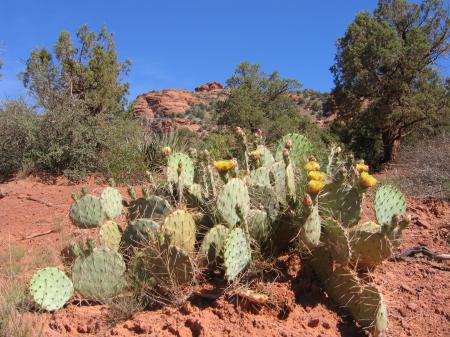 Wild Cactus