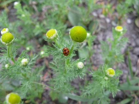 Wild Chamomiles