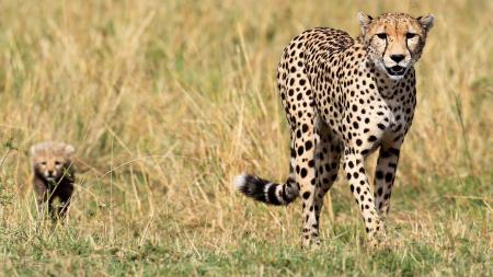 Wild Cheetah