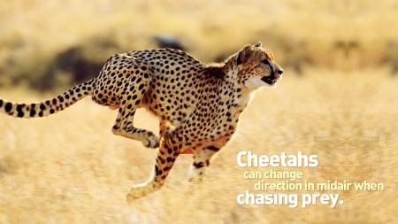 Wild Cheetah