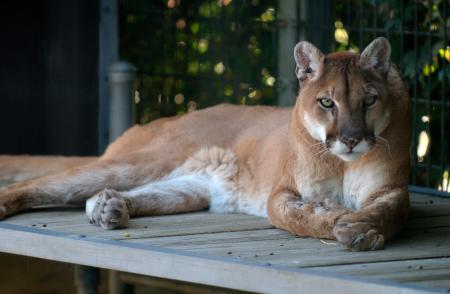 Wild Cougar