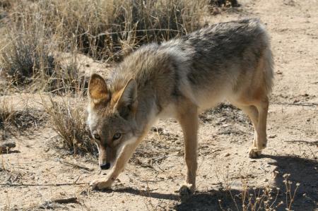 Wild Coyote