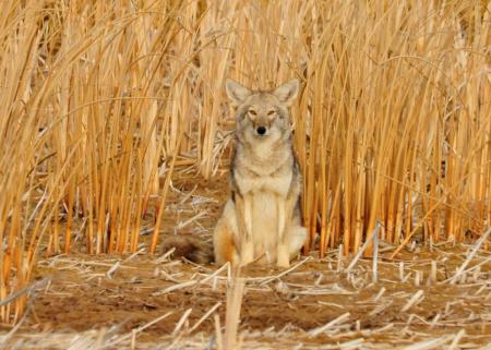 Wild Coyote