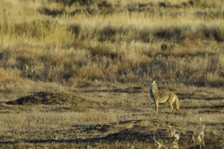 Wild Coyote