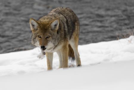 Wild Coyote