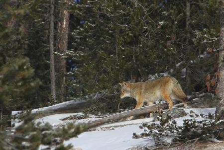 Wild Coyote