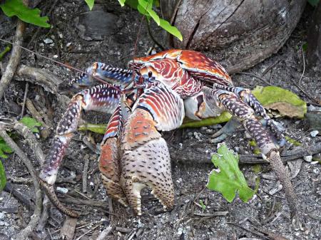 Wild Crab